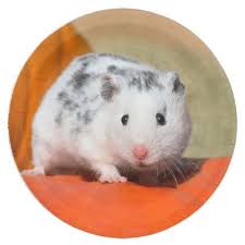 Black And White Syrian Hamster Cute Syrian Hamster White Black Spotted Funny Pet Paper Plate Zazzle Com Syrian Hamster Hamster Funny Animals