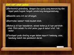 Yaitu otot polos, otot lurik, dan otot jantung. Jenis Jenis Jaringan Otot