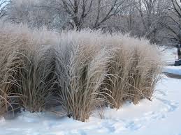 Image result for Panicum nervatum