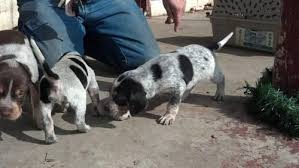 Puppies for sale from dog breeders near texas. Bluetick Coonhound Pets And Animals For Sale Texas