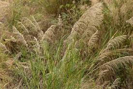 Image result for Neyraudia