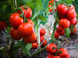 So if you want to grow red cherry tomatoes here are the growing requirements: How Far Apart Should Tomatoes Be Planted Hgtv