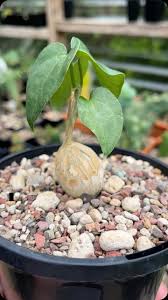 Image result for Pyrenacantha kirkii