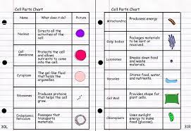 Animal cell parts and their functions. This Exploration Of Plant And Animal Cell Organelles And Cell Structure Is Presented In A Mobile Friendly I Cell Parts Cell Parts And Functions Cell Organelles
