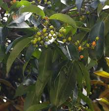 Image result for Vepris