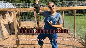 The best way to keep raccoons away from your coop is to get rid of things that attract them. Chicken Predators How To Keep Them Out Of Your Coop And Keep Your Flock Safe Youtube