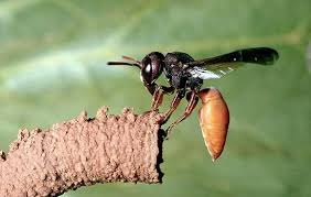 Birds That Make Nests Out Of Mud Photograph A Potter Wasp Constructs A Nest Out Of Mud Wasp Cool Insects Bugs And Insects