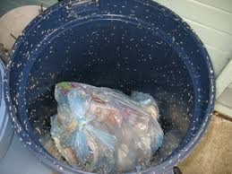 If the area is an outdoor bin, close the lid and let the fumes suffocate the maggots. Killing Maggots With Bleach Youtube