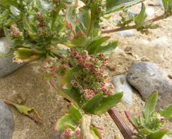 Image result for Chenopodiastrum