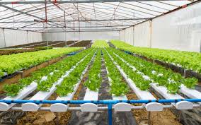 Commercial Hydroponic Farming Planting Density Of Various Vegetable Crops In Hydroponic Systems