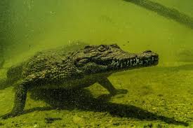 How powerful are saltwater crocodiles? Where To See Crocodiles In The Wild Animals Around The Globe