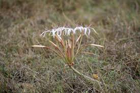 Image result for Crinum buphanoides