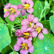 Image result for Nasturtium