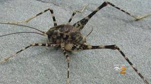 Spider crickets (or camel crickets) prefer dark, damp areas that have minimal activity, like crawl spaces, basements, and other storage areas. Kongratulations Jake Young On Twitter According To An Interview Junji Ito Was Scared Of Going To The Bathroom As A Kid Because His Basement Would Get Infested With Cave Crickets Which Would