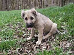 Armenian gampr dog everything dog breeds. Armenian Gampr Dog Puppy Desicomments Com