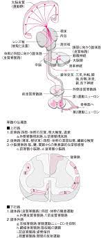 錐体路の経路 筋肉解剖学 看護 医学