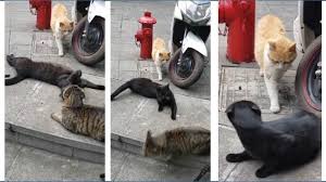 Tidak perlu bingung mencari, langsung cek saja artikel ini sekarang, yuk! Hahaha Video Lucu Saat Kucing Terciduk Mesra Bareng Selingkuhan Halaman 2 Tribun Jogja