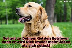 Die liebe selbst ist niemals ein missverständnis, nur stößt oder verwundet sie sich leicht an den missverständnissen des lebens und der wirklichkeit. Golden Retriever Zitate Und Spruche Goldenr De