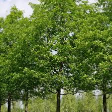 Image result for Celtis sinensis