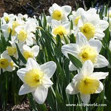 Ice Follies Daffodils Fleurs