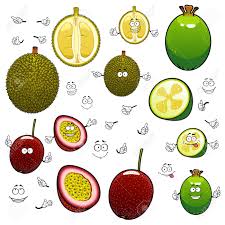 Varietà a buccia liscia, priva di spine e di un bel color verde intenso, frutto di una storica selezione avvenuta in olanda. Vettoriale Asiatico Personaggi Dei Cartoni Animati Frutti Esotici A Sud Est Di Interi E Le Meta Di Feijoa Verde Frutto Della Passione Viola E Durian Spinosa Con Facce Felici Menu Di