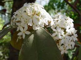 Image result for Acokanthera laevigata