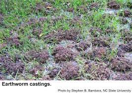 According to the north dakota extension service, night crawlers and earthworms can be a sign of lawns that are in need of thatching, raking and proper fertilization. Earthworms In Turf Nc State Extension Publications