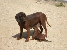 Image result for bavorský barvář