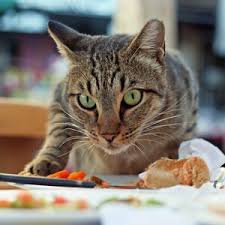 Find out everything about this cat food by watching this video. Can Cats Eat Potatoes Daily Paws