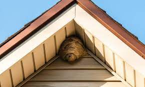 Maybe you would like to learn more about one of these? 15 Effective Ways How To Keep Wasps Out Of Shed