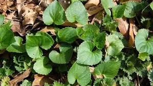 Each leaf has a center crease. Wild Violet Nc State Extension Publications