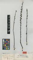 Image result for Alectra orobanchoides