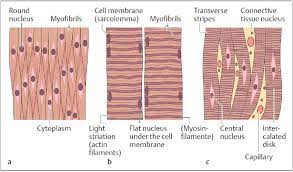 For example muscles of limbs. 4 Muscle Tissue In Longitudinal Section A Smooth Muscle B Striated Download Scientific Diagram