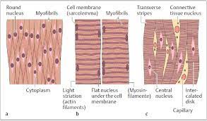 Blood vessels and airways exhibit a simple tubular structure in which the smooth muscle cells related posts of simple human muscle diagram. 4 Muscle Tissue In Longitudinal Section A Smooth Muscle B Striated Download Scientific Diagram