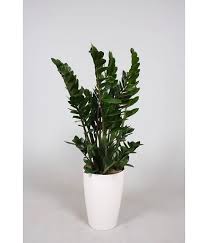 Zamioculcas Sierpot Watermeter Planten Bloempot Kamerplanten