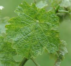 Image result for Calepitrimerus vitis