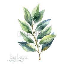 Watercolor Bay Leaf Hand Draw Bay Leaves Illustration Herbs Leaves Illustration Leaves Vector Watercolor Leaves