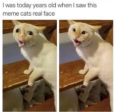 What would make you think that this a good idea? Need Cheering Up These Coughing Cat Memes Will Make Your Day Film Daily