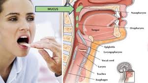 How To Get Rid Of Mucus In Throat Mucus In Throat Getting Rid Of Mucus Mucus