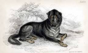 The dog, called verny (faithful), is an alabai, a turkmen breed of the central asian shepherd, which is one of the oldest breeds on the earth. Alabai Australia Central Asian Shepherd Dog Alabai Breed History