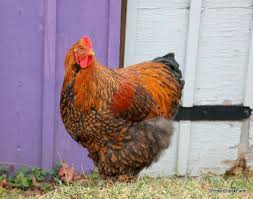 It is usually fluffy and big in size. Breed Profile Cochin Chicken Backyard Poultry