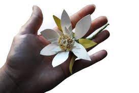 Items Similar To Edelweiss Paper Flower Handmade On Etsy Paper Flowers Edelweiss Flower Fake Flowers