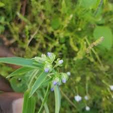 Image result for Exacum oldenlandioides
