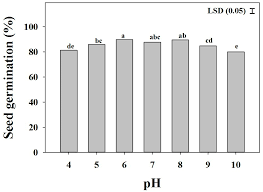 Image result for Moorochloa eruciformis