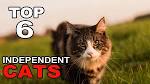 6 Most Independent Cat Breeds - iHeartCats