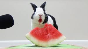 If you are going to feed your dog watermelon, then seedless watermelon is actually going to be your best (and. Rabbit Eating Watermelon Asmr Youtube