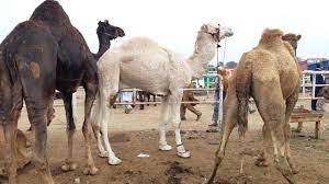 Camels are camels because that is what they were born to be. Bakra Mandi Me Camel For Qurbani Eid 2020 In Lahore Shahpur Kanjra Youtube
