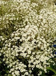 The 12 Best Plants To Add Texture To Your Garden Design Cool Plants Plants Baby S Breath Plant