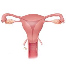 Image result for uterus