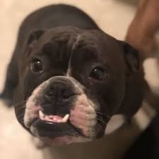 Best Mobile Dog Groomers Near Me February 2021 Find Nearby Mobile Dog Groomers Reviews Yelp